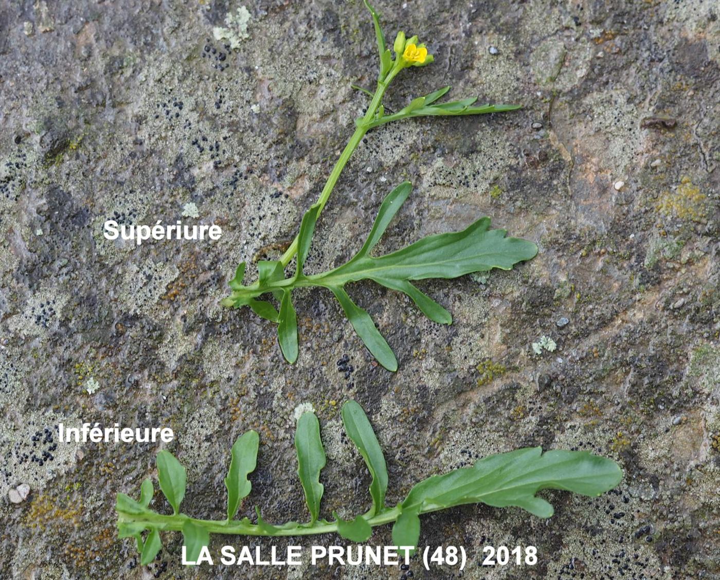 Winter Cress, Spring leaf